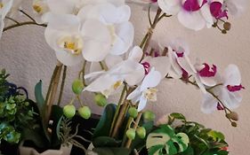 Alloggio Orchidea